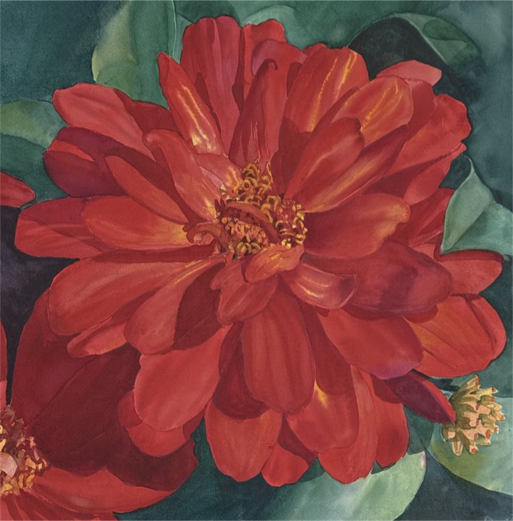Zinnia