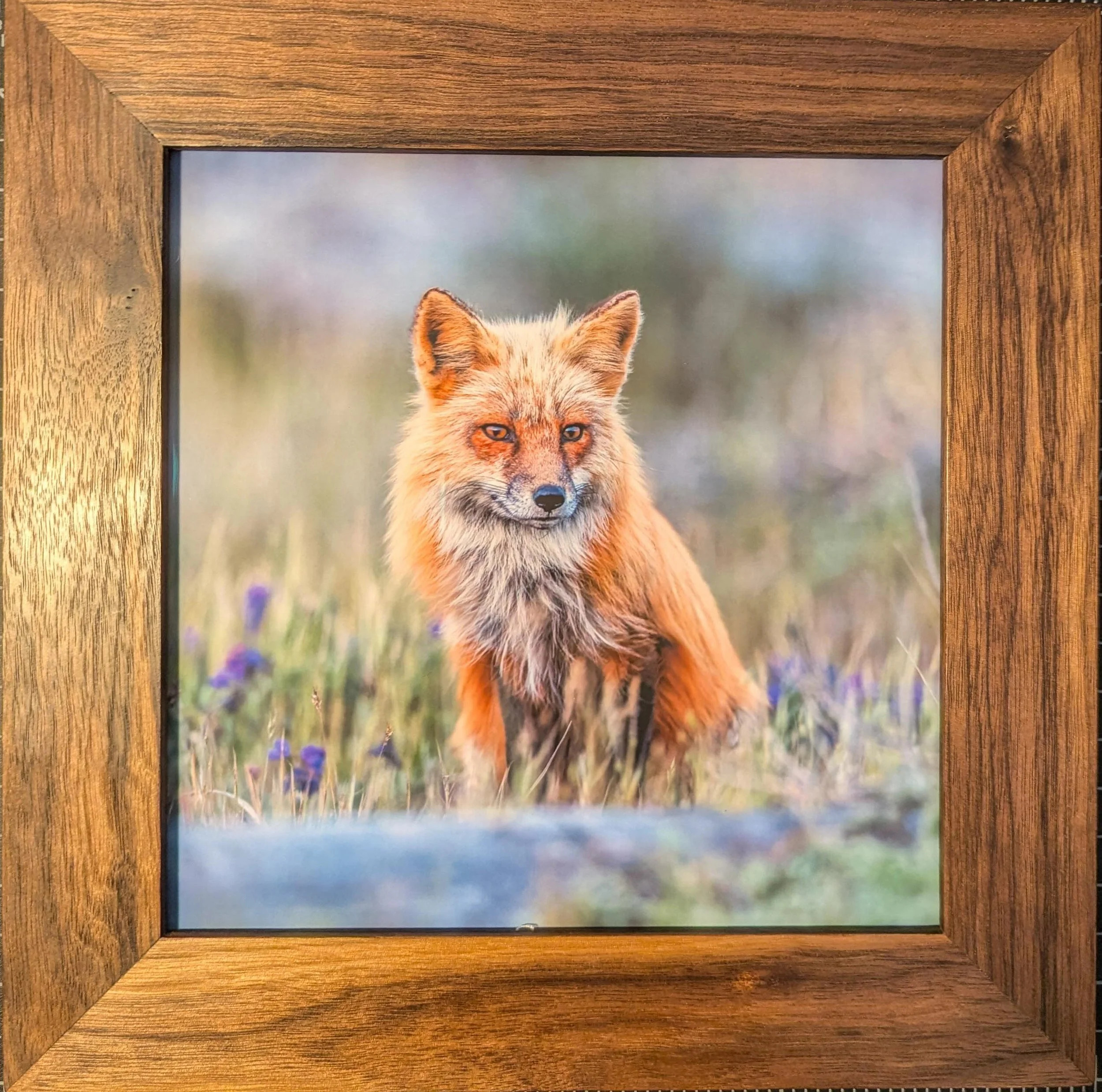 Jack – Red Fox in Lupine