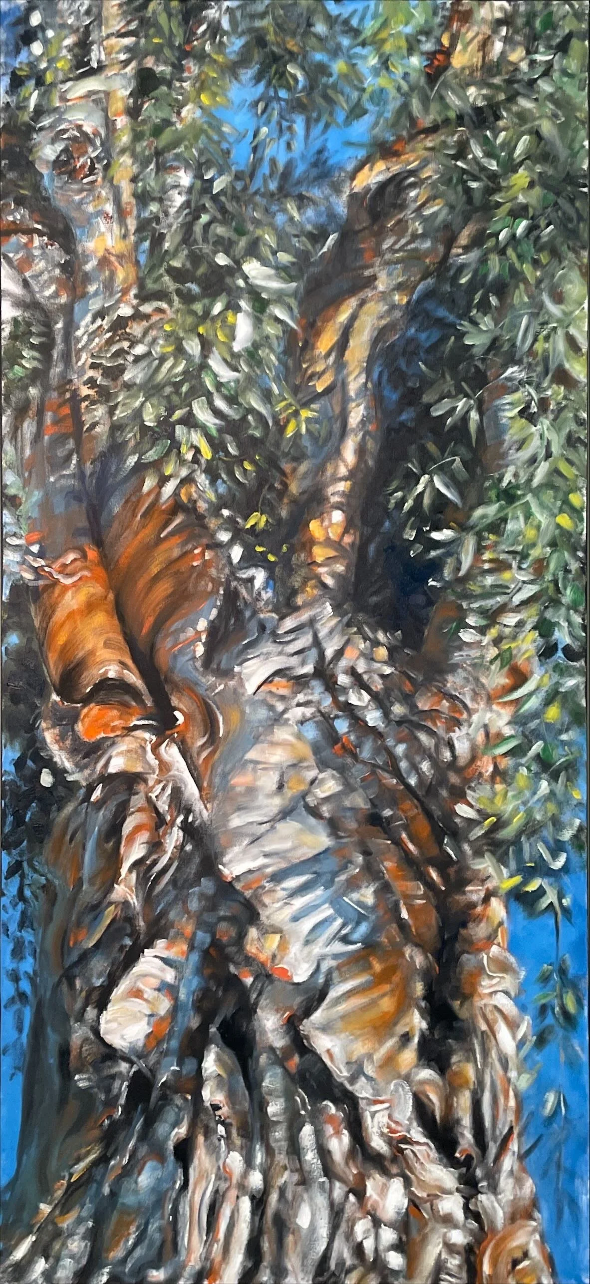 Eucalyptus