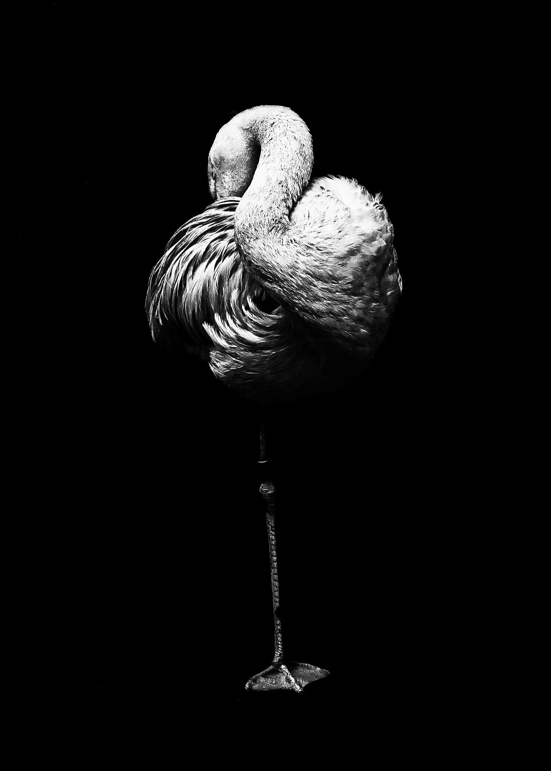 Twisting in the Spotlight