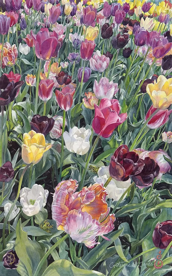 Splash of Color, Tulips
