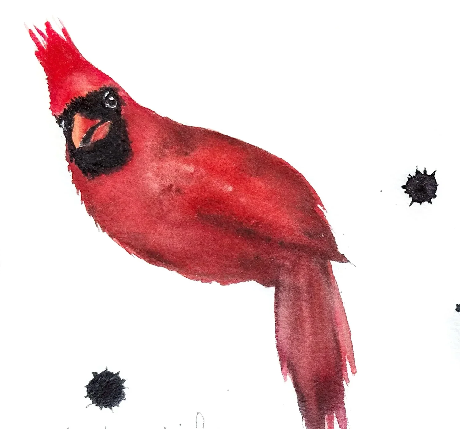 Cardinal