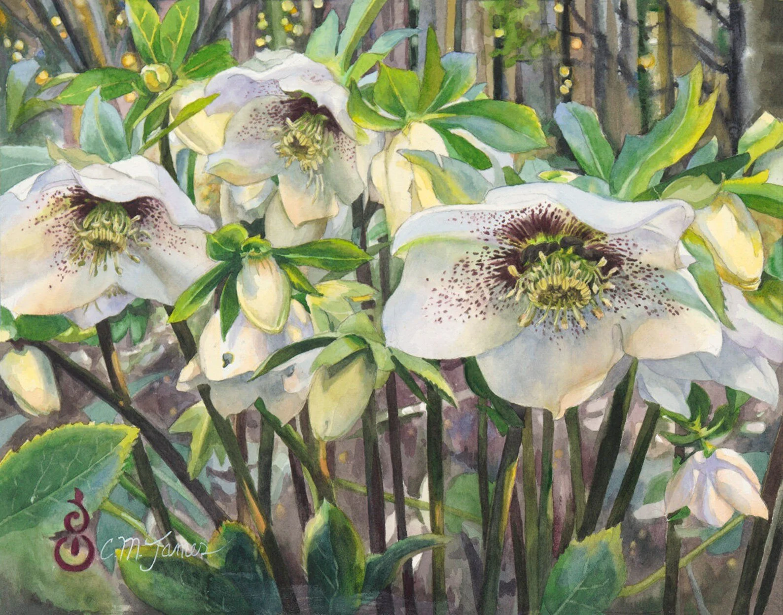 Hellebores, Spring Garden