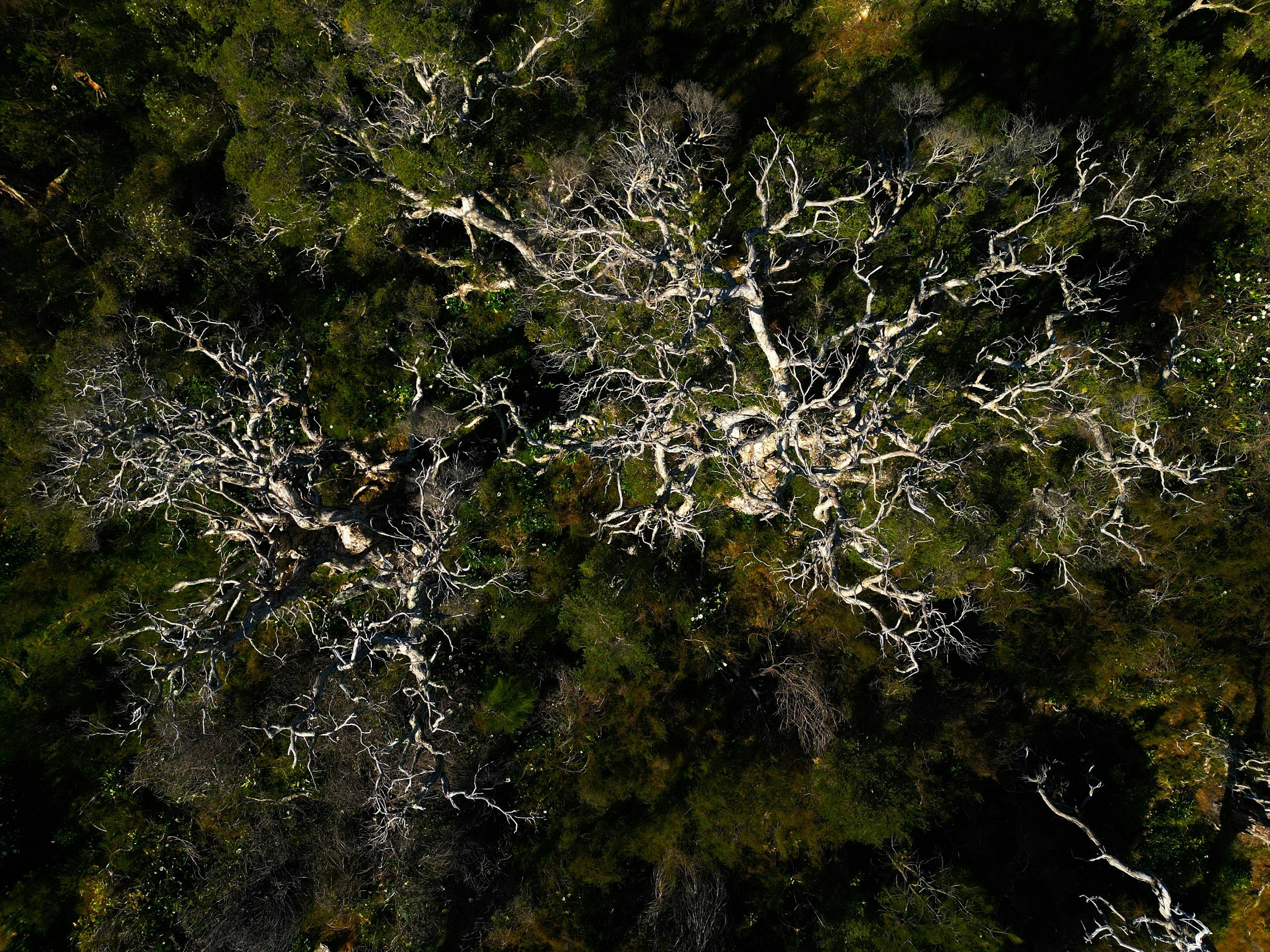 Vista aérea de un bosque con árboles de ramas blancas y verdes, algunos sin hojas, en diferentes niveles de crecimiento.