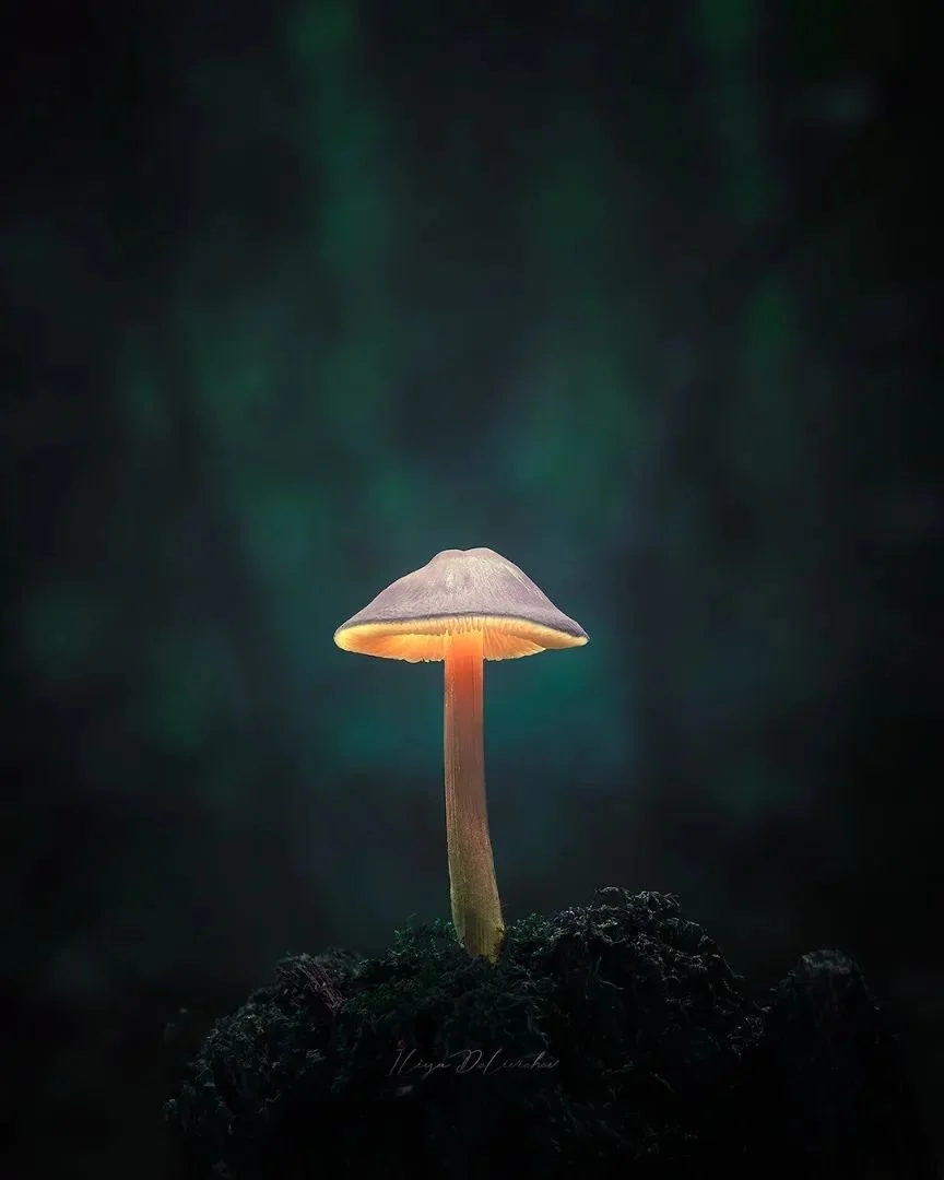 Un hongo con sombrero gris y tallo anaranjado en un suelo oscuro, en un entorno boscoso.