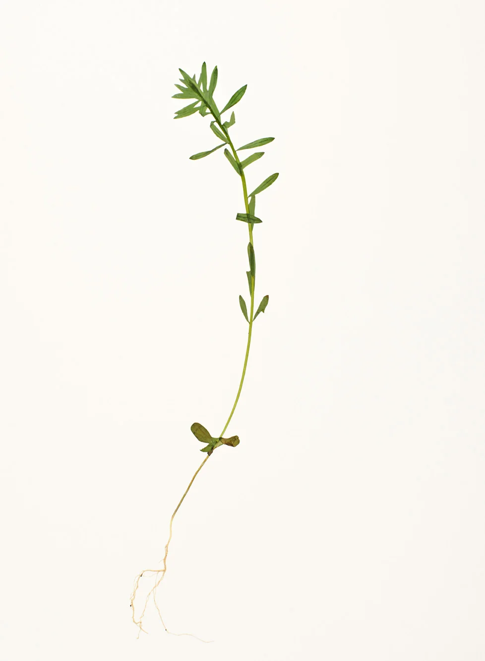 Book Launch | Transartist John Newling