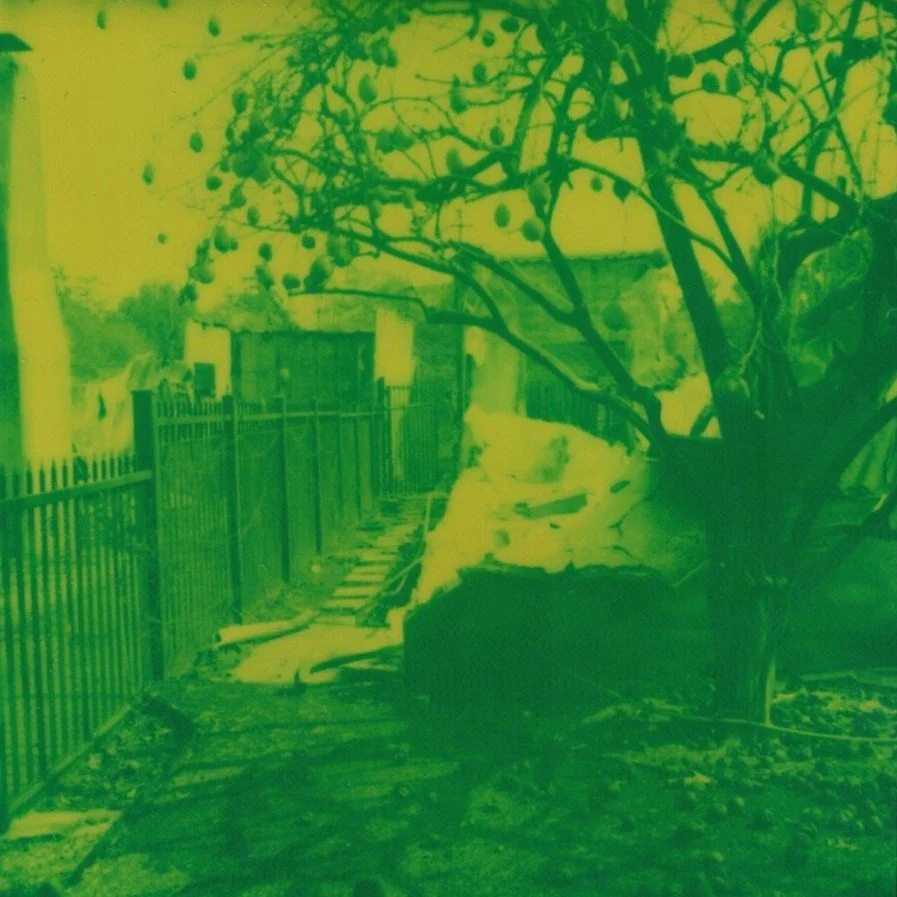 Scan_20250307 (9)_Wilkerson_ Motivations for Feral Practices by Erin Michele Wilkerson - Images of the Remains of the Eaton Fire. (2025). Polaroid Green 600 Series. [Photograph].jpg