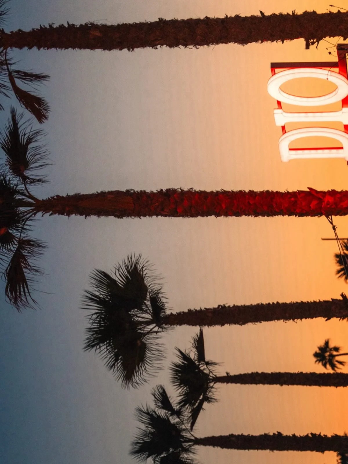 Sunset Magic by the palms / DIO