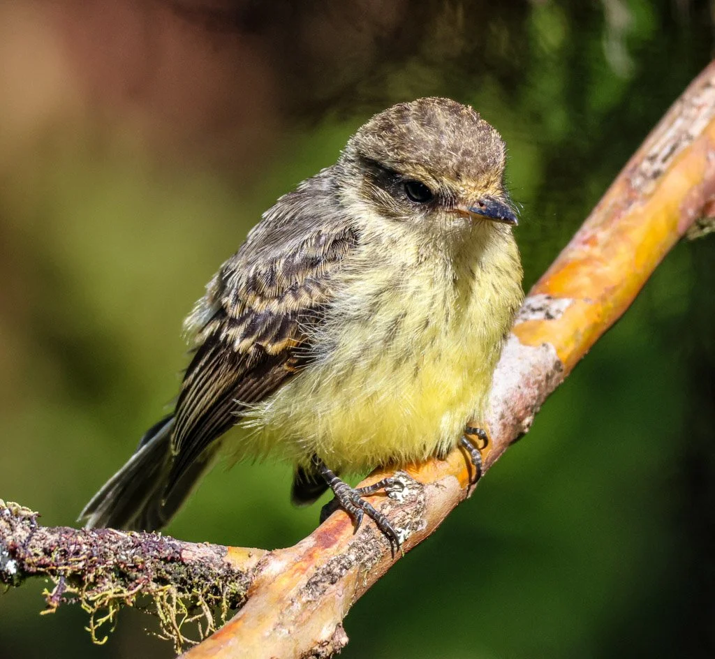 Vermilion Flycatcher (juvenile)
Without the red yet, juveniles stay camouflaged—survival first in a landscape where introduced parasites threaten the next generation.