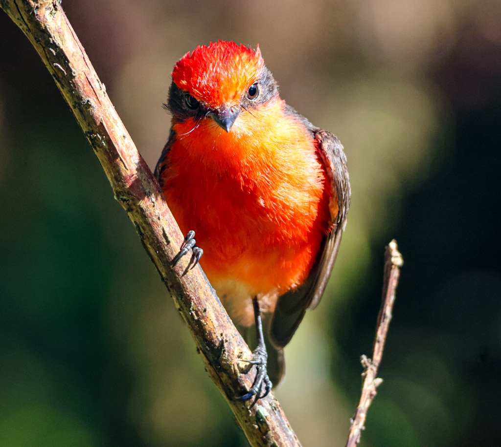 Vermilion Flycatcher (male).  This vivid red comes from carotenoids in its diet. The male Vermilion Flycatcher has one of the more unusual courtship behaviours in the avian world — he catches an insect (often a butterfly), and rather than eating it, 