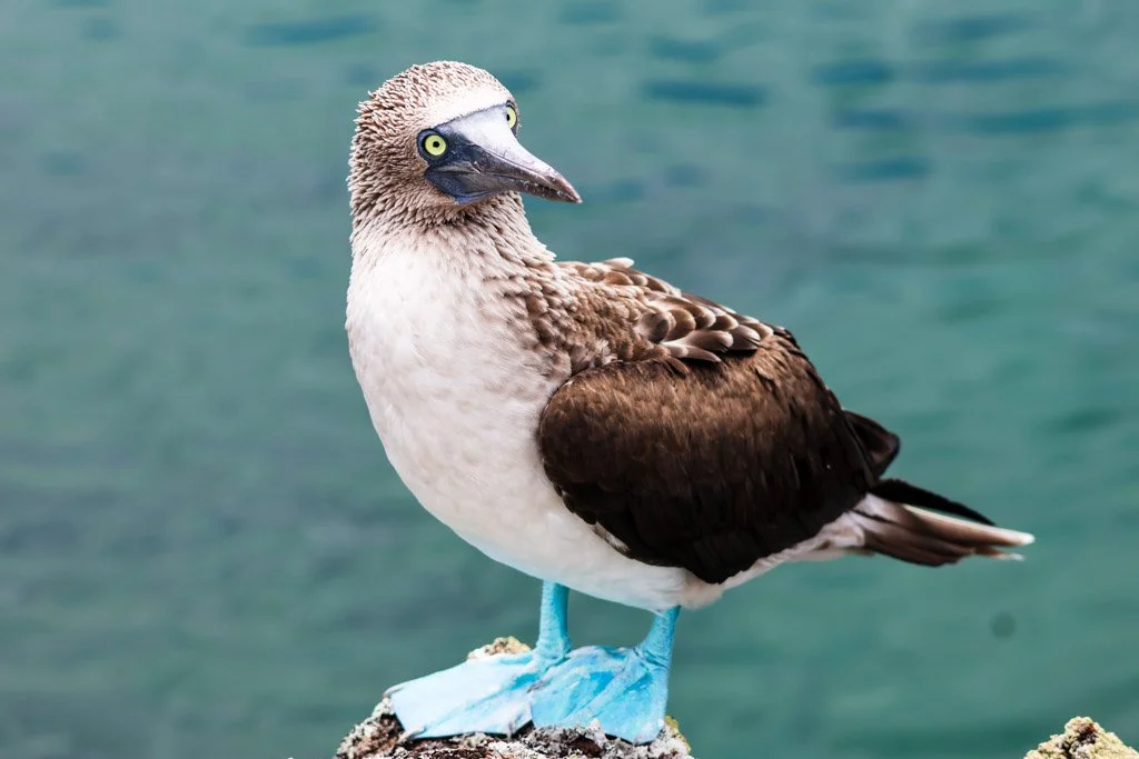 Blue-footed Booby
Those vivid blue feet are a mating signal—the brighter the blue, the more attractive the bird. The foot colour of is derived directly from carotenoid pigments in fresh fish. 