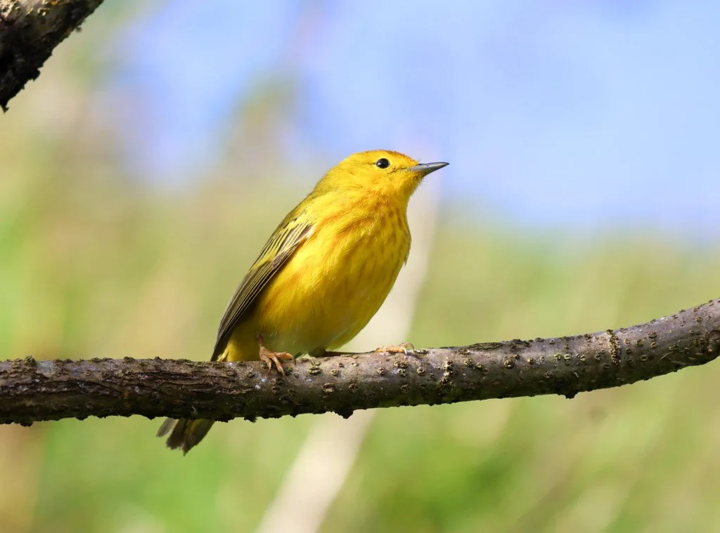 Yellow Warbler. They play a key ecological role as insect population regulators, particularly in mangrove systems—helping maintain balance in one of the Galápagos’ most fragile habitats.
