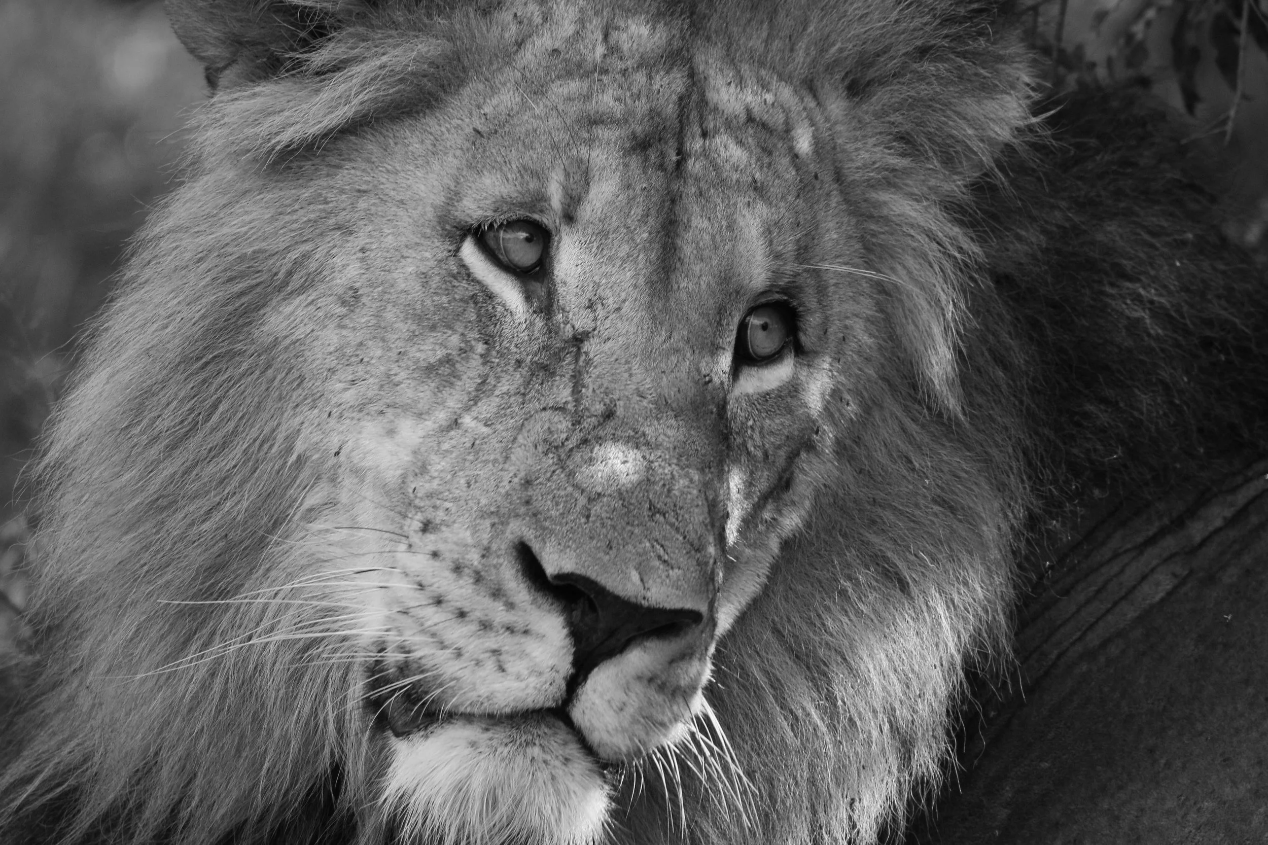 Phinda Game Reserve, South Africa