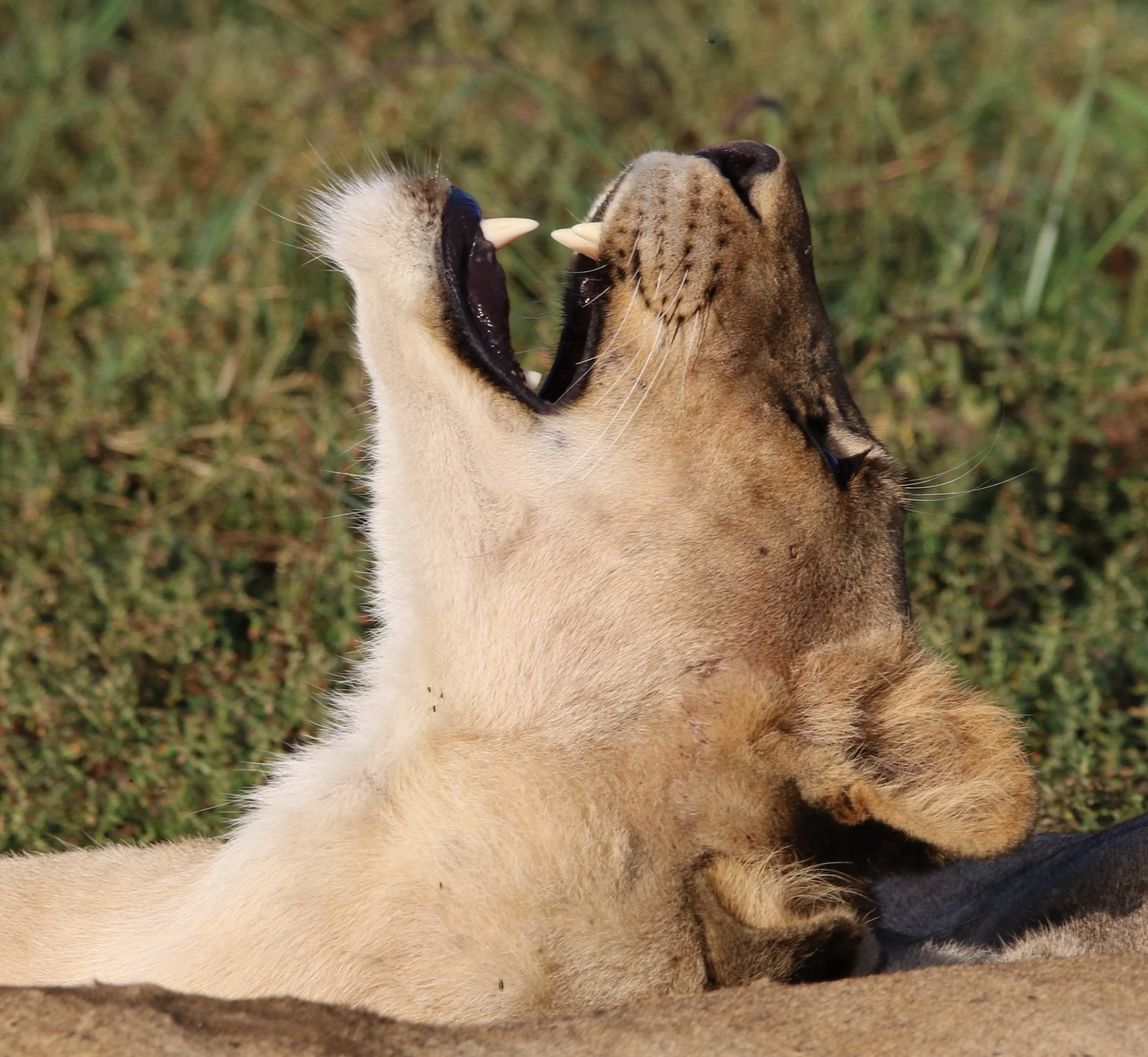 Phinda Game Reserve, South Africa