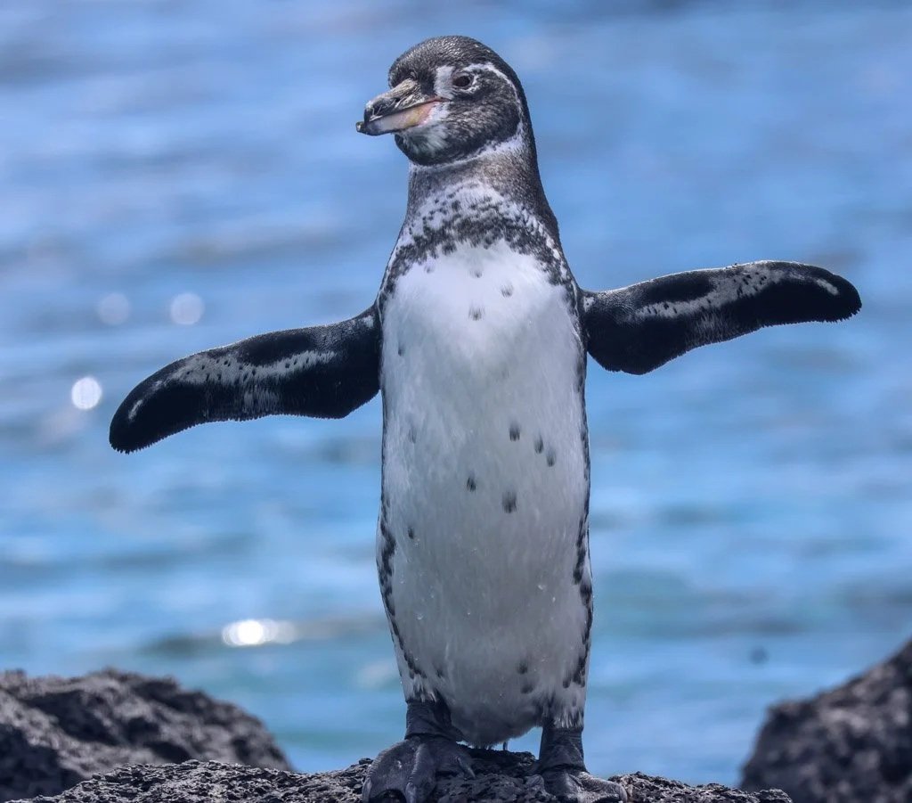 Galápagos Penguin
The only penguin north of the equator—surviving here depends on cold ocean currents that are increasingly under threat.
The behaviour worth knowing, they thermoregulate by holding their flippers away from their body and standing in 
