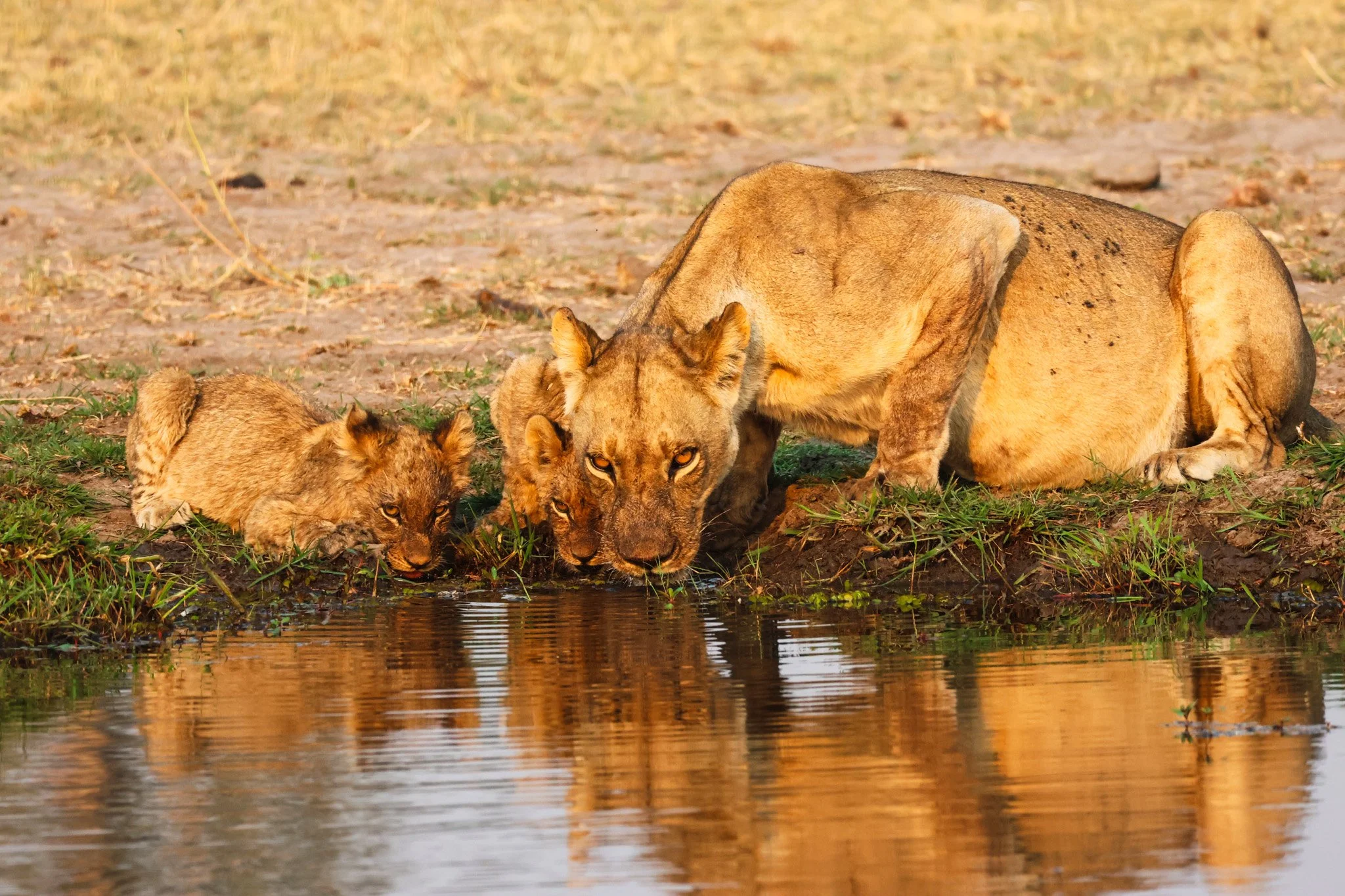 Masi Mara, Kenya