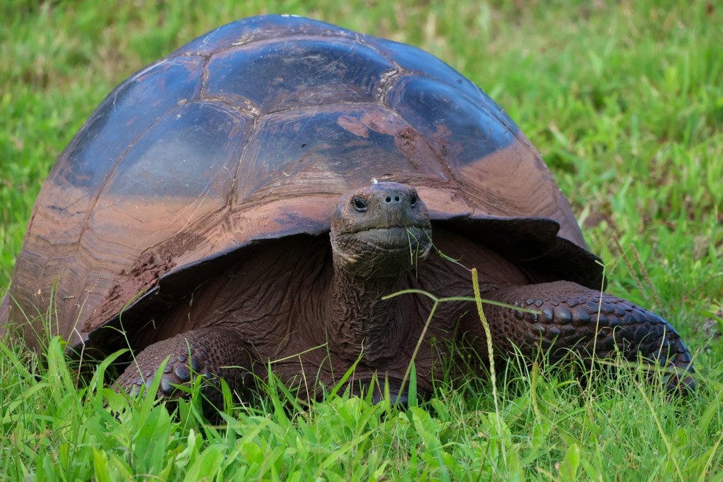 Galápagos Giant Tortoise. The animals alive today are in many cases the direct descendants of a catastrophically small founder population post-exploitation. The genetic bottleneck is measurable.
Lonesome George is the defining conservation symbol: th