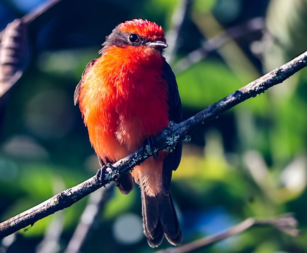 Vermilion Flycatcher (male)
Fearless and brilliant, this Galápagos icon is declining on some islands due to invasive species such as rats and cats. Avian flu introduced by mosquitoes. 