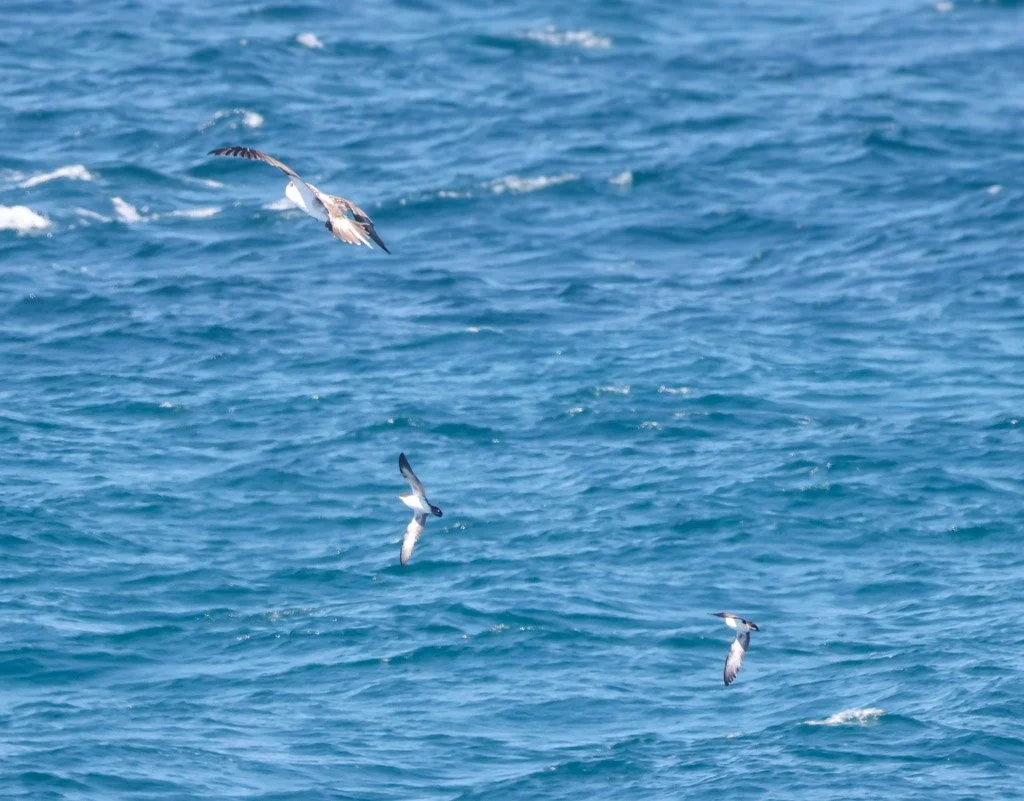 Galápagos shearwater spends the majority of its life at sea, never touching land except to nest. It is tube-nosed — the distinctive nostril tubes on the bill serve a dual function: enhanced olfactory detection of prey and fish-scented feeding aggrega