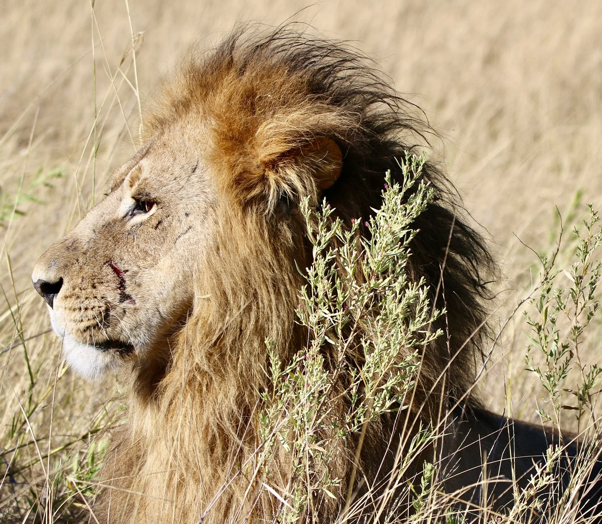 Mass Mara, Kenya