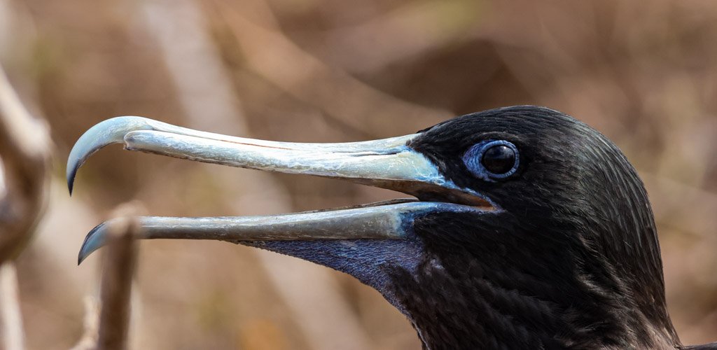 Magnificent Frigatebird (female), s visually the inverse of the male — largely black with a distinctive white breast patch and a blue orbital eye ring absent in the male. She is also larger than the male, which is unusual in raptorial birds and refle