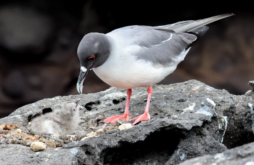 Swallow-tailed Gull
A rare sight—parent and chick together, raised on a life timed to the rhythms of the night. The adults feed entirely at night far offshore. The chick cannot follow. So the parents must make round trips in darkness, navigating back