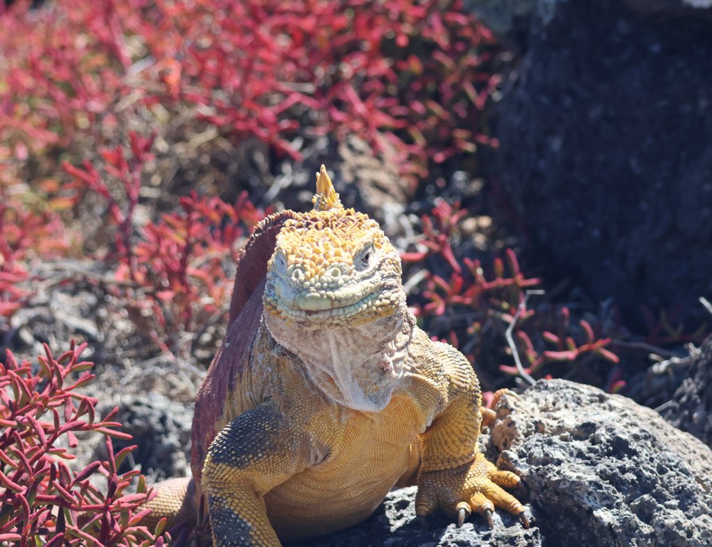 Land Iguana
The thermoregulation behaviour is precision engineering, land iguanas have been documented making altitudinal migrations — moving upslope in cool morning hours to warm basking zones, then descending to shade as temperature peaks, then asc
