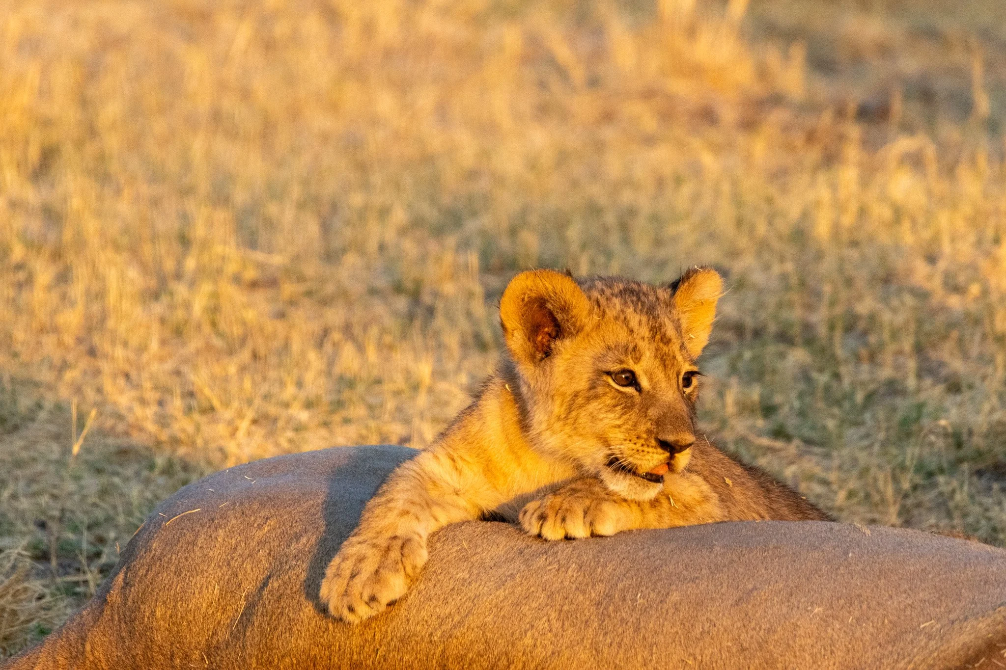 Okavango, Botswana
