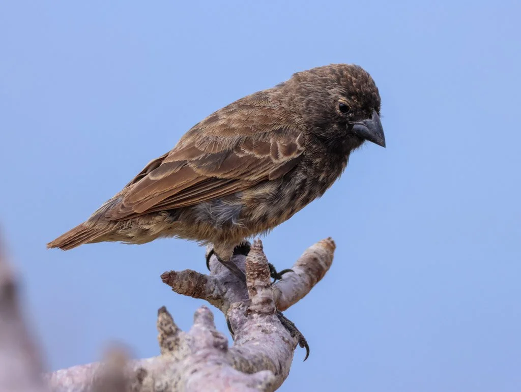 Small Ground Finch female. These finches are ground zero for avian vampire fly (Philornis downsi) — an introduced parasitic fly whose larvae burrow into nestlings' tissues and nasal passages, causing high chick mortality on some islands. It's now con