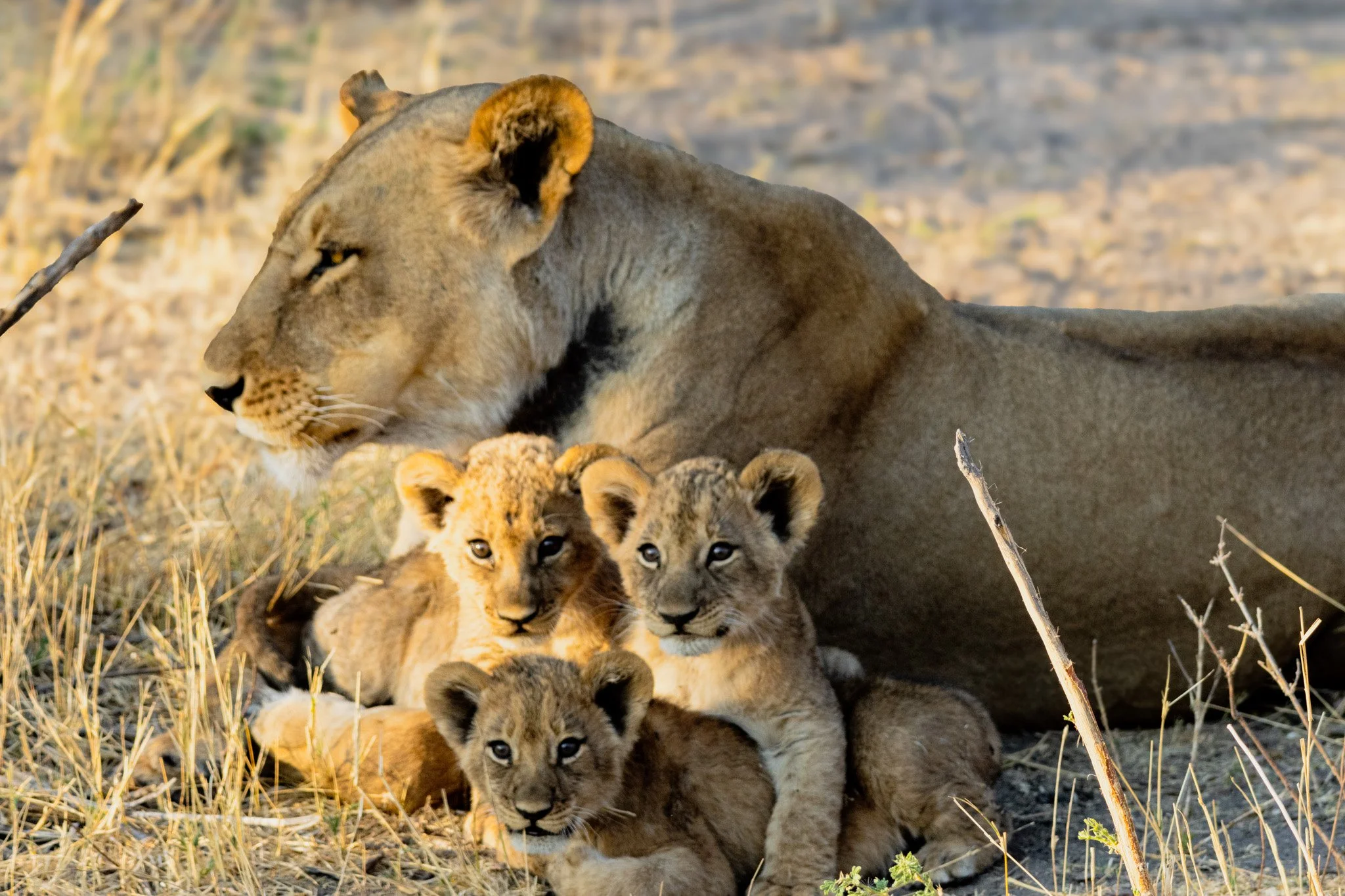 Okavango, Botswana