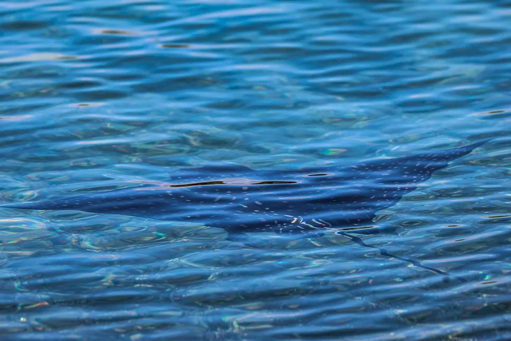 Spotted Eagle Ray moves through water using its expanded pectoral fins as wings, generating lift and thrust through the same principles as a bird in flight — not undulating like a stingray, not propelling with a tail. Watching one in open water is ge