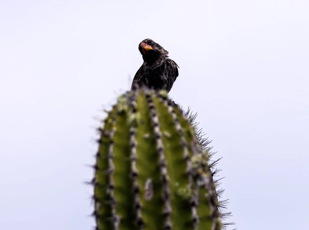 Cactus Ground Finch and the Opuntia cactus relationship is effectively obligate mutualism. The finch feeds on nectar, pollen, and fruit — and in doing so, acts as a primary pollinator and seed disperser for Opuntia across multiple islands. Remove the