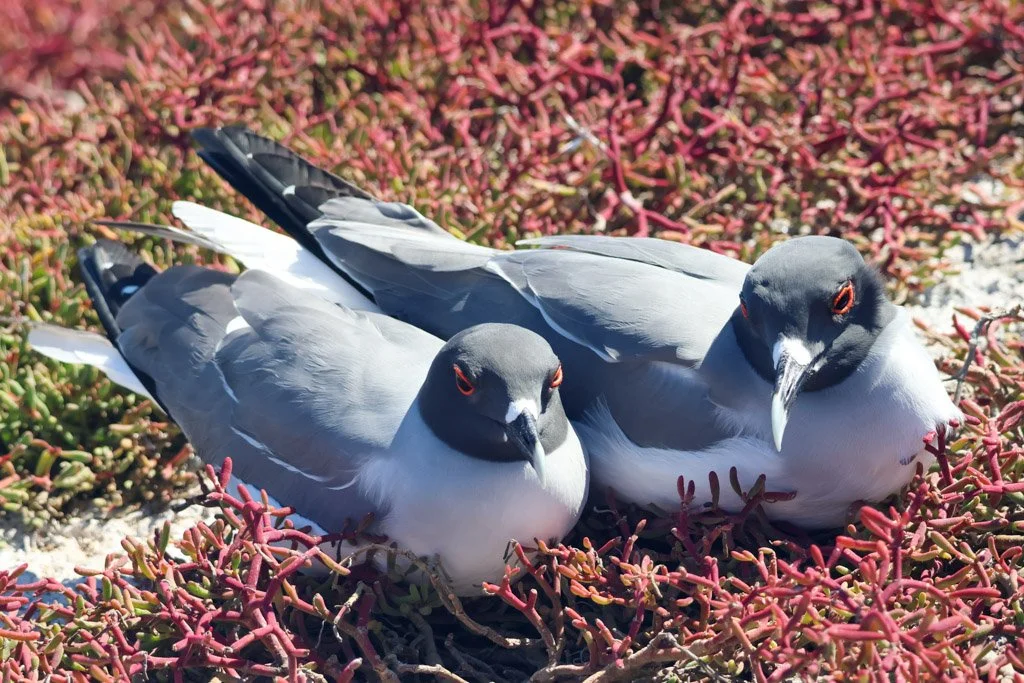 Swallow-tailed Gulls
Daylight rest for night hunters—their lives unfold in darkness, feeding when most of the ocean sleeps. The large, dark-adapted eyes and the distinctive red orbital ring are functional adaptations to low-light hunting, not ornamen