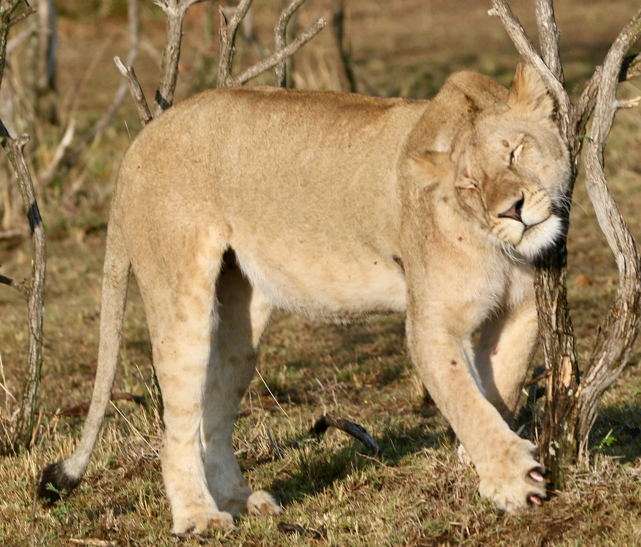 Phinda Game Reserve, South Africa