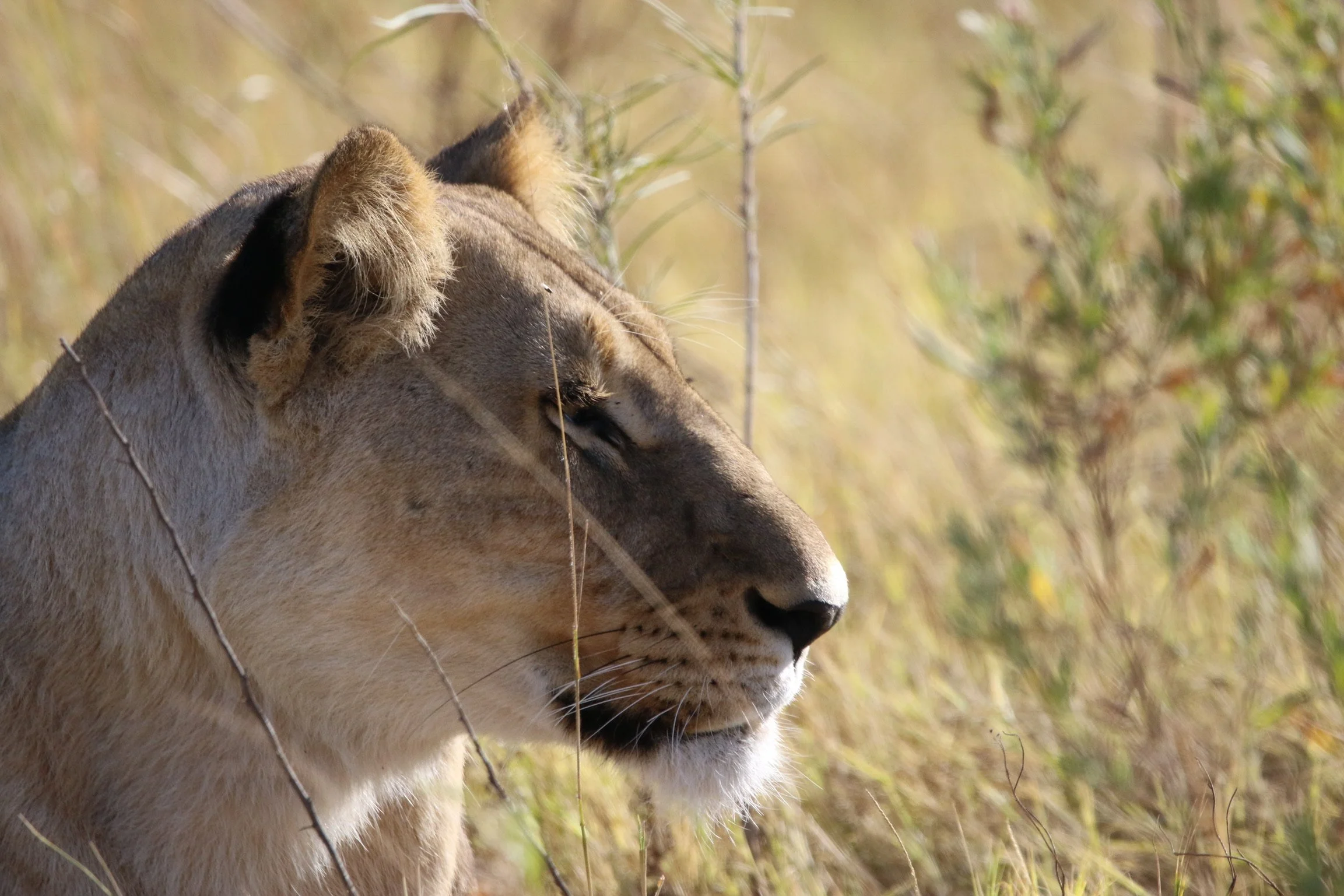 Mongena Private Game Lodge, South Africa
