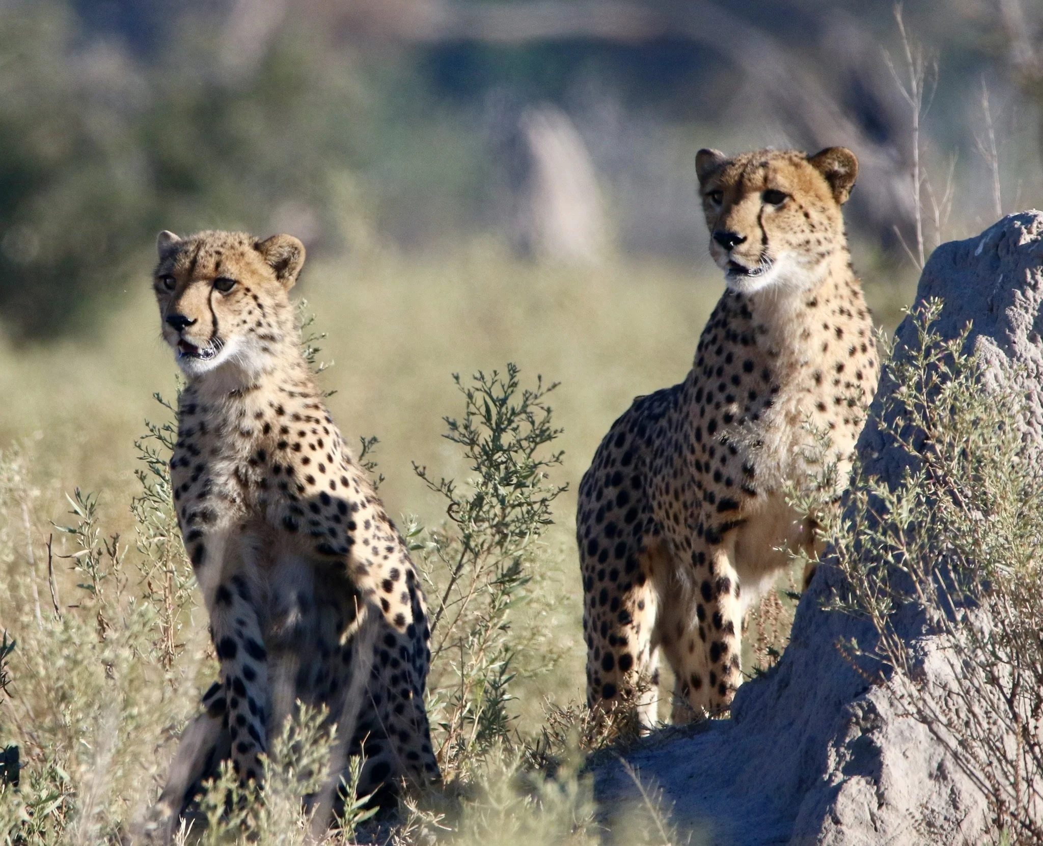 Okavango, Botswana