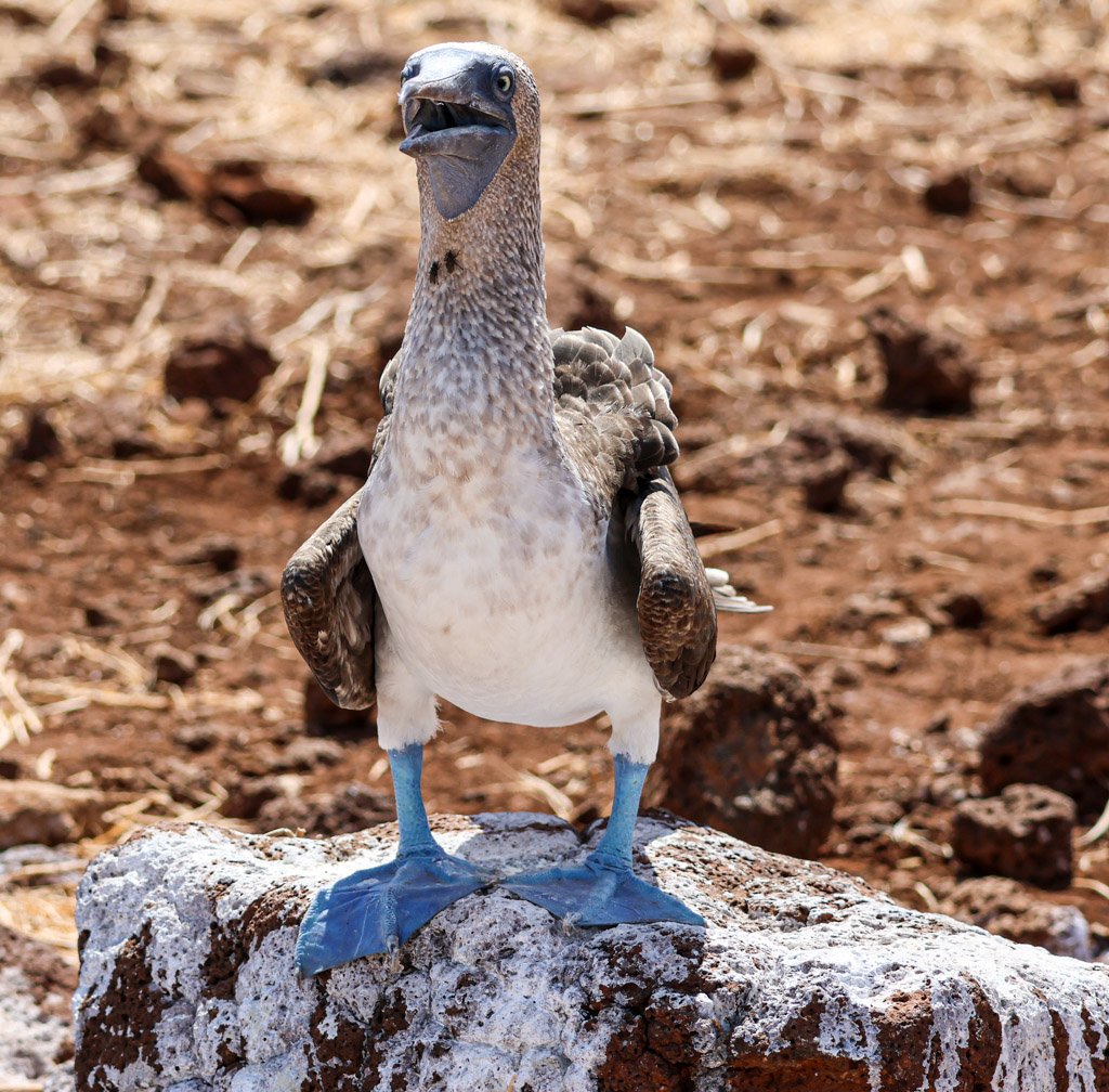 Blue-footed Booby
Clumsy on land, but in the air, they dive like missiles—hitting the ocean at speed to catch fish. The courtship display itself: the male lifts each blue foot in an exaggerated high-stepping walk while spreading his wings and pointin