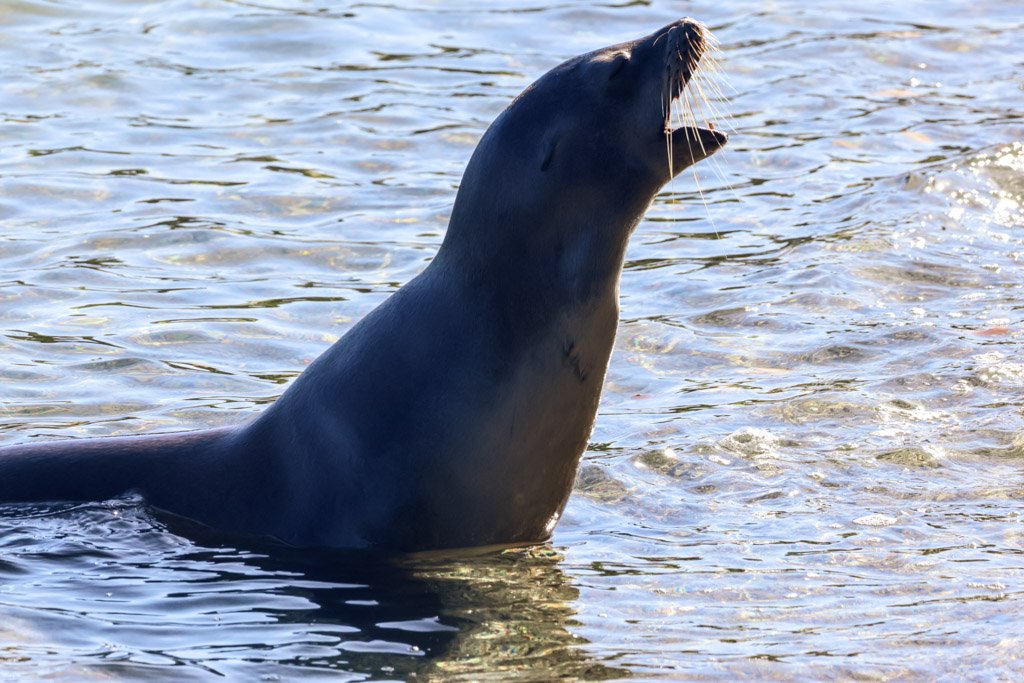 Galápagos Sea Lion. Endangered, endemic to the Galápagos with a total population of approximately 50,000 animals, down from historical estimates
El Niño events are the primary mortality drive. The 1997–98 event killed an estimated 50% of pups through