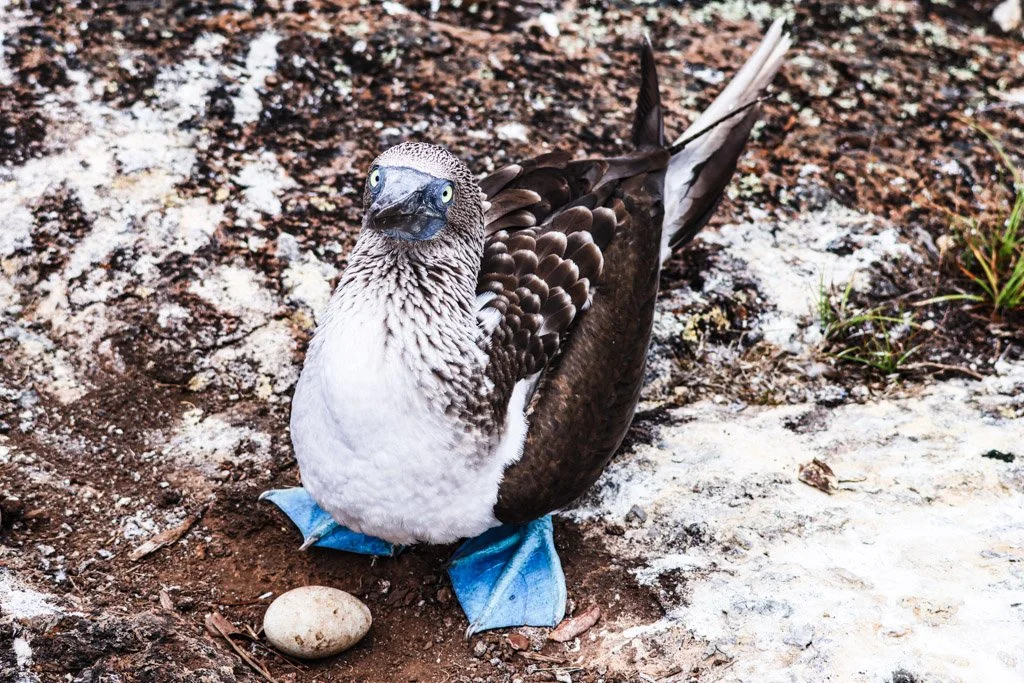 Blue-footed Booby
They lay eggs on bare ground—no nest, just instinct and trust in a predator-free world.  Unlike virtually every other bird, Blue-footed Boobies have no brood patch — no bare, vascularised skin on the belly for egg warming. Instead, 
