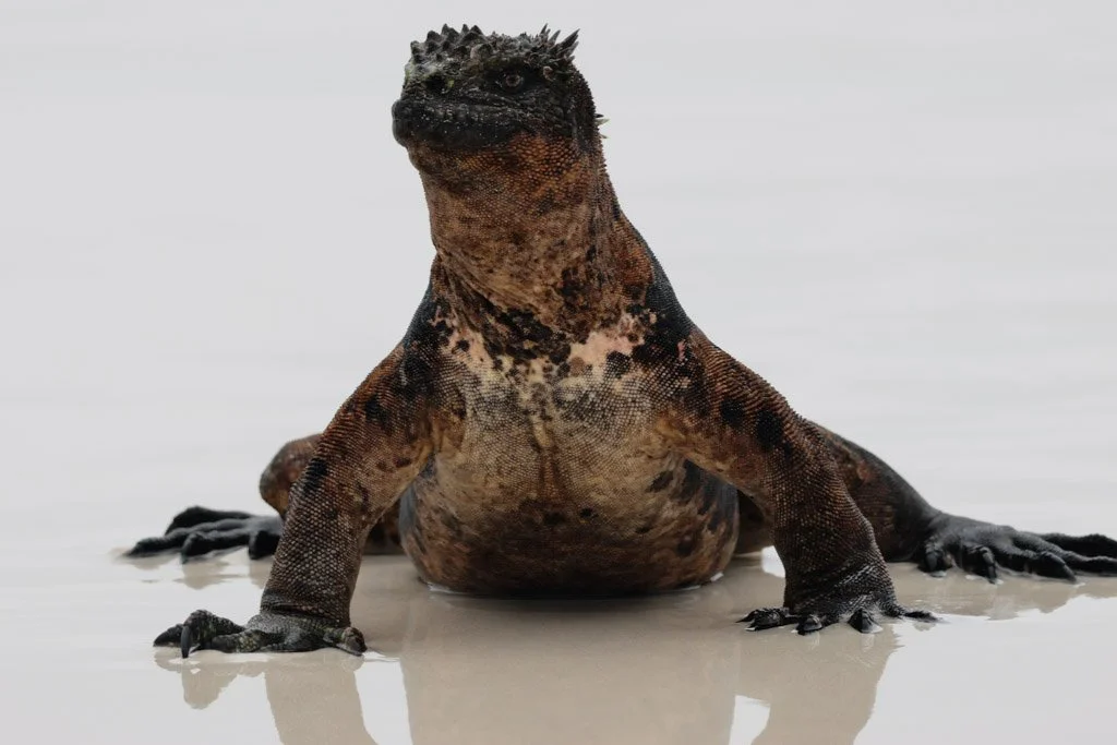 Marine Iguana
Salt glands let them expel seawater—often seen “sneezing” salt after feeding. It is actually the nasal salt gland in active excretion — a specialised structure above the nasal passage that extracts sodium chloride from the bloodstream a