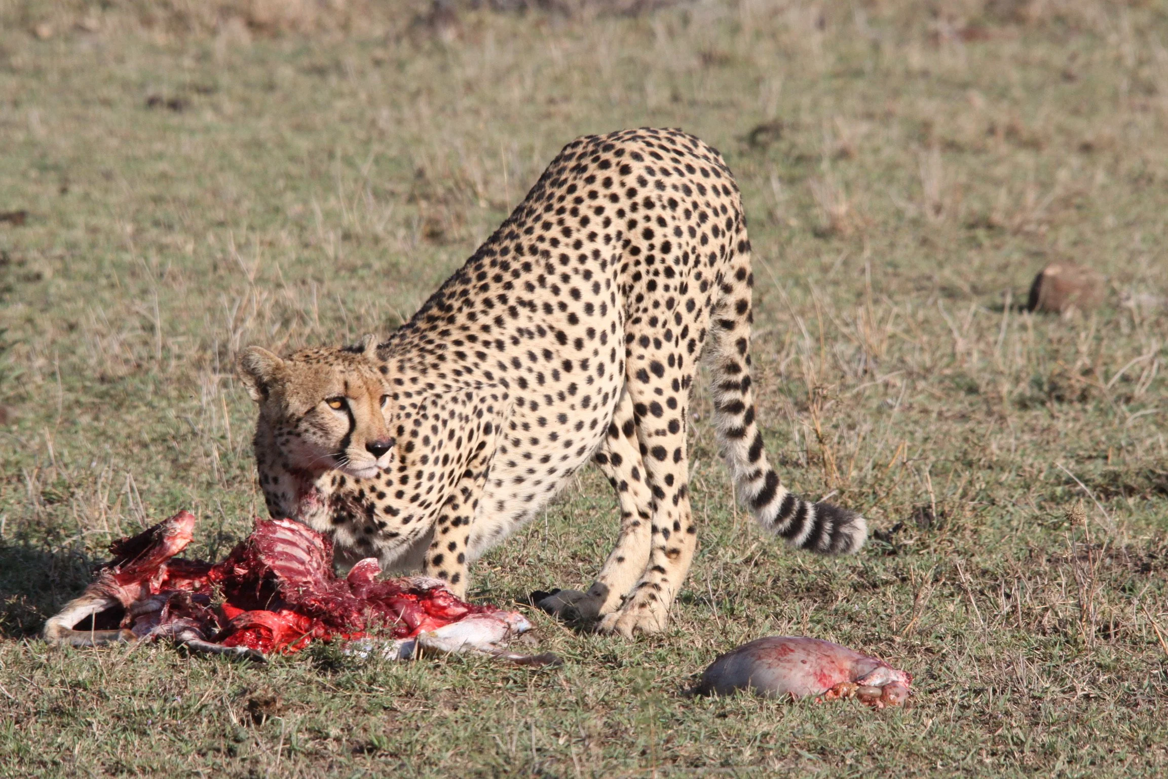 Masi Mara, Kenya