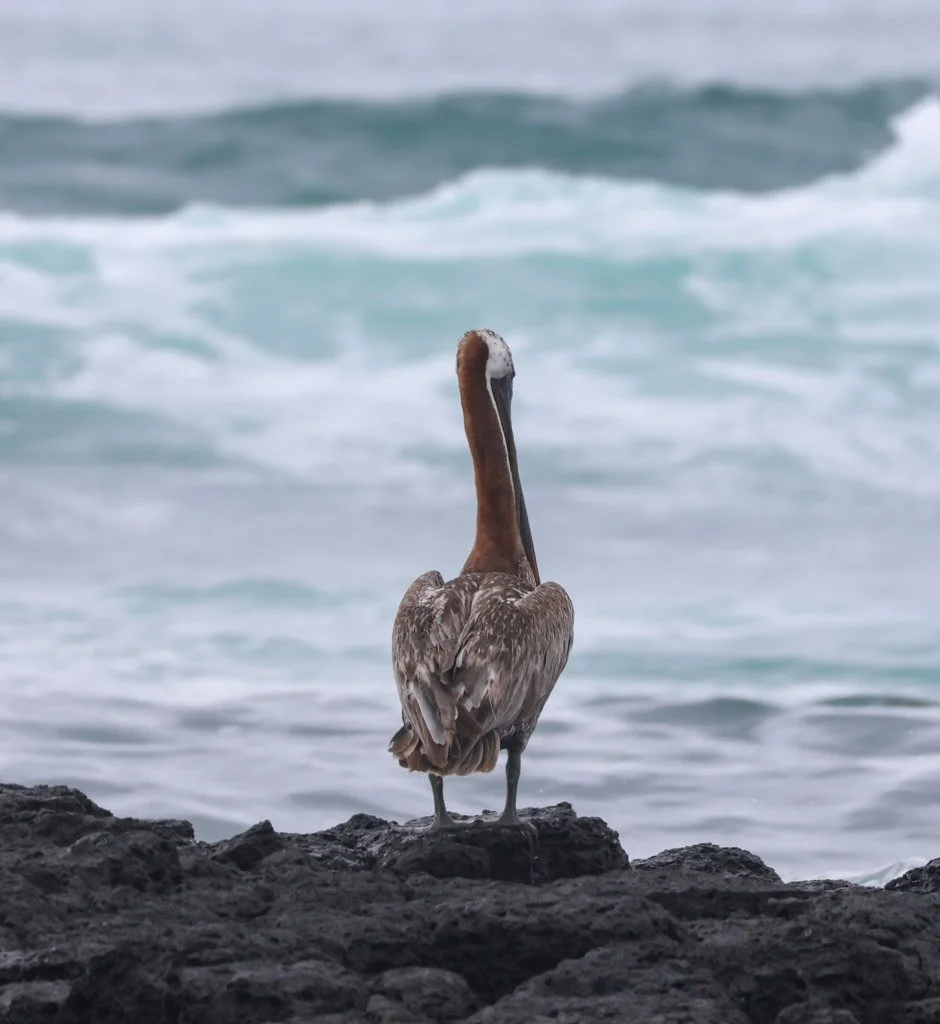Brown Pelican
Patience pays—they can sit motionless for long periods, waiting for the perfect moment to strike.