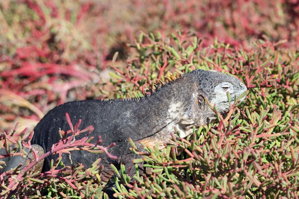 Marine Iguana
Dark skin absorbs heat quickly—essential for recovering after feeding in cold ocean waters.