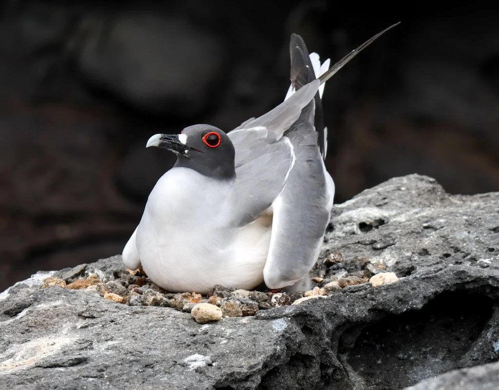 Swallow-tailed Gull
The chick is hidden beneath. The vulnerability this creates: the chick is entirely dependent on two specific adults making successful nocturnal foraging runs in increasingly unpredictable waters. If one parent is lost — longline b