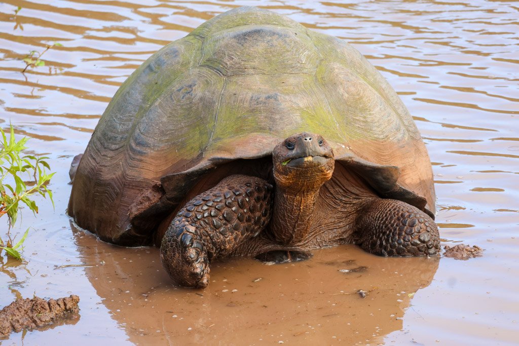 Galápagos Giant Tortoise.  The tortoise trails that criss-cross highland zones on Santa Cruz and Isabela are not incidental paths, they are engineered corridors used by dozens of other species. Remove the tortoise, the vegetation structure of the hig