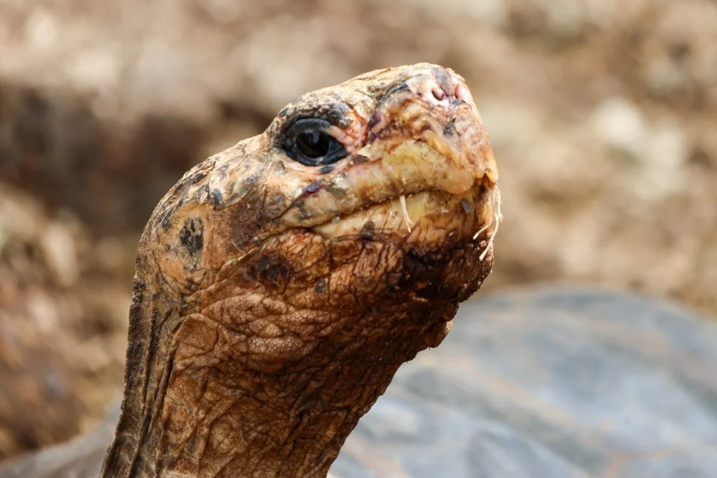 Galápagos Giant Tortoise, up to 13 distinct species across the archipelago, several now extinct — are not passive inhabitants of the Galápagos. A large adult tortoise weighing 200–400kg moving daily through vegetation is ploughing trails, compressing