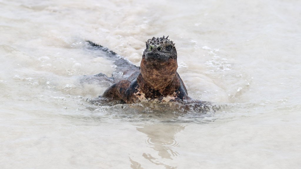 Marine Iguana.  The most remarkable biological fact is this: during El Niño when warm water kills the algae, marine iguanas shrink their own skeletons — not just losing mass, but reabsorbing bone to reduce their body length by up to 20%. When food re