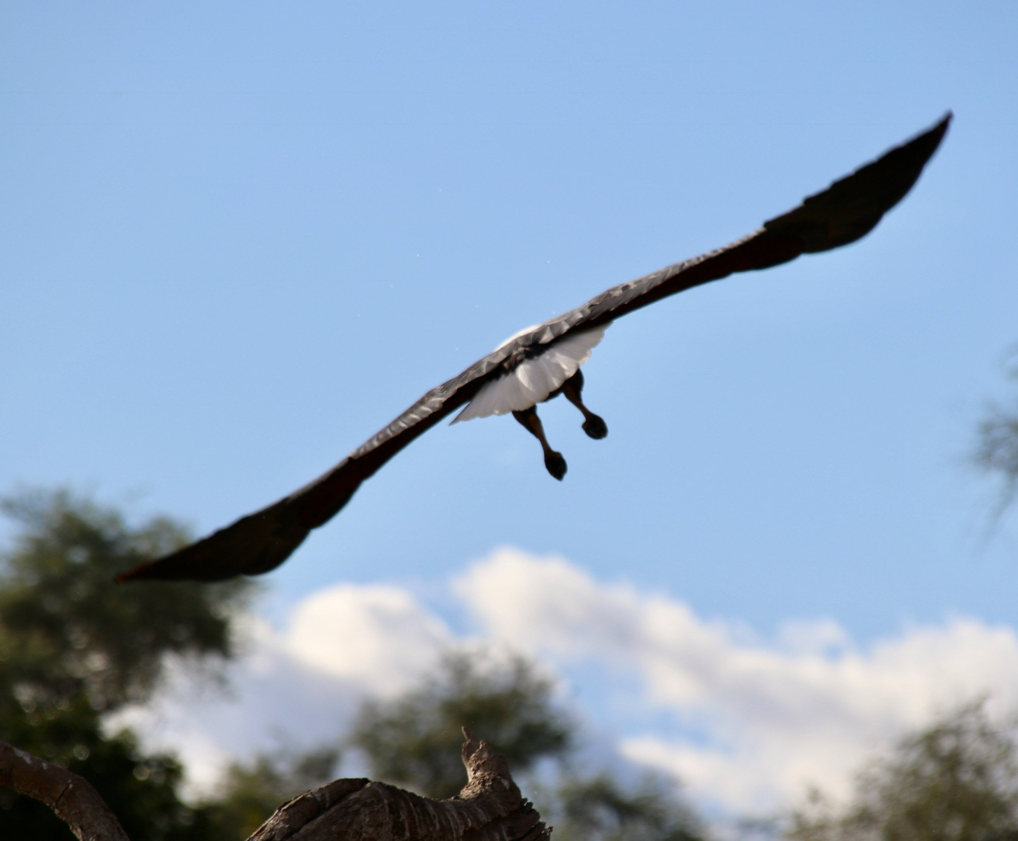 Saddle-billed Stork