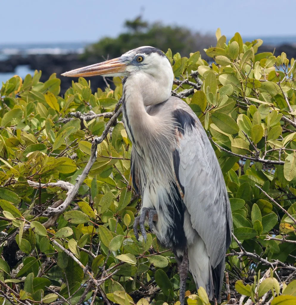 Great Blue Heron (Galápagos) is essentially the same bird you'd find across North and Central America. What makes Galápagos individuals distinct in behaviour: the near-complete absence of fear. Mainland Great Blues are notoriously skittish — flushing
