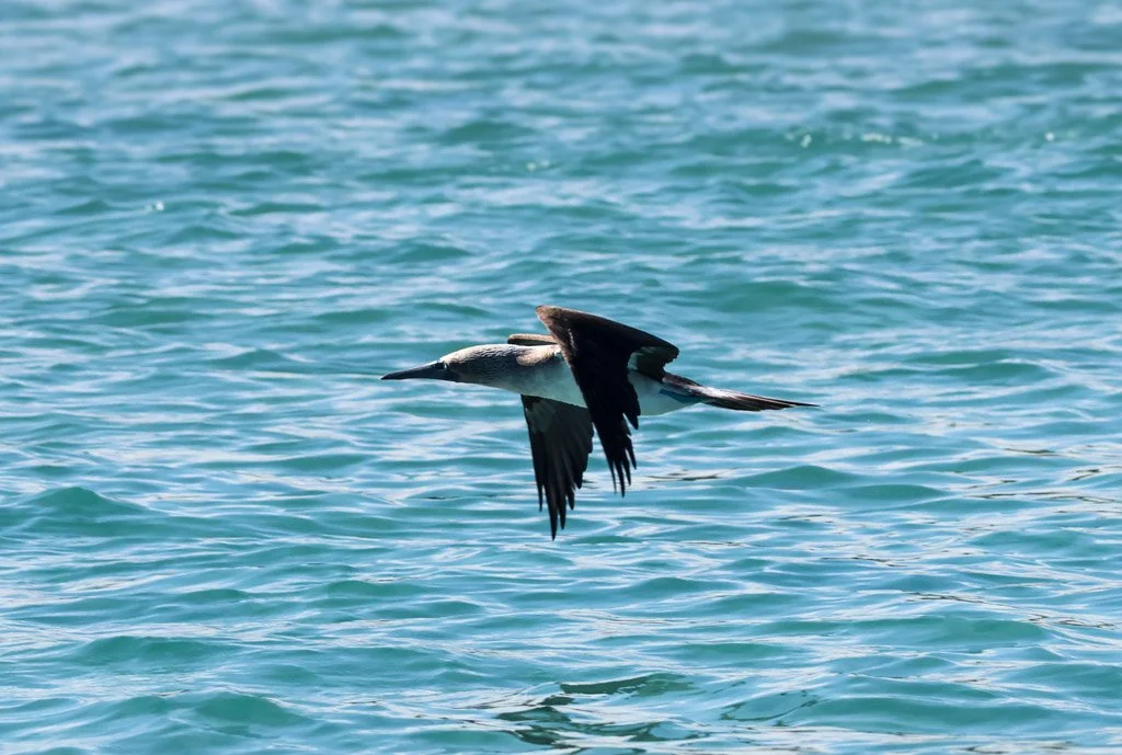 Blue-footed Booby
High-velocity plunge diver—enters water at ~80 km/h with streamlined body and wings tucked to reduce impact and drag.